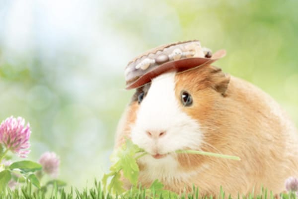 Book cover - Student Planner Guinea Pig
